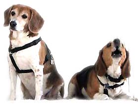 Gadget & Giizmo AKA Billy & Betty Beagle